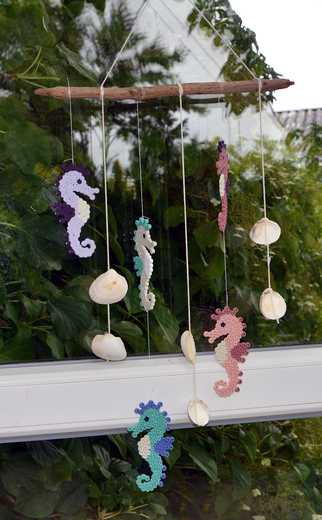 Seahorse tour